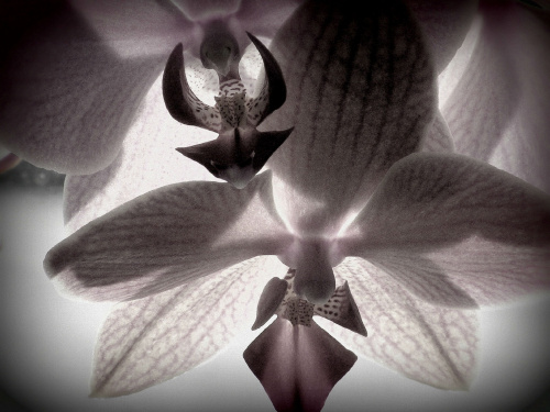 dwie orchidee