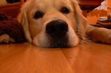 #pies #GoldenRetriver #psy