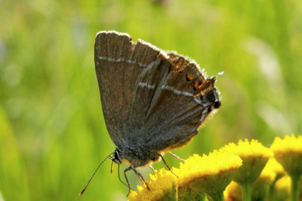 na śmierdzielkach #makro #motyl #owad