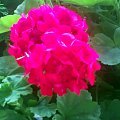 Pelargonia #roślina #kwiaty #ogród