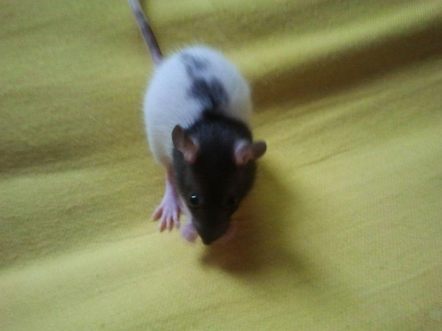 Sisi :)