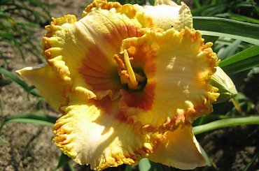 Liliowiec Minstrel's Fire #liliowiec