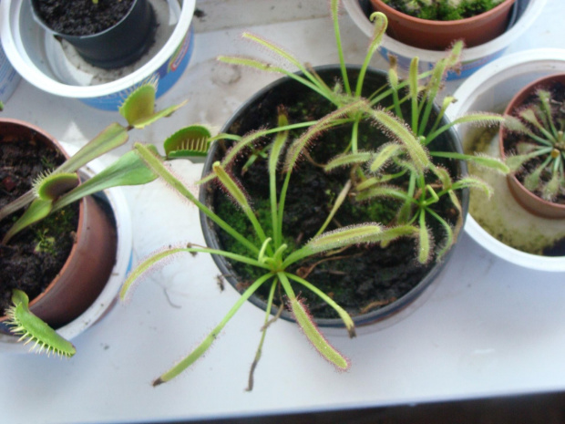 Drosera capensis typical