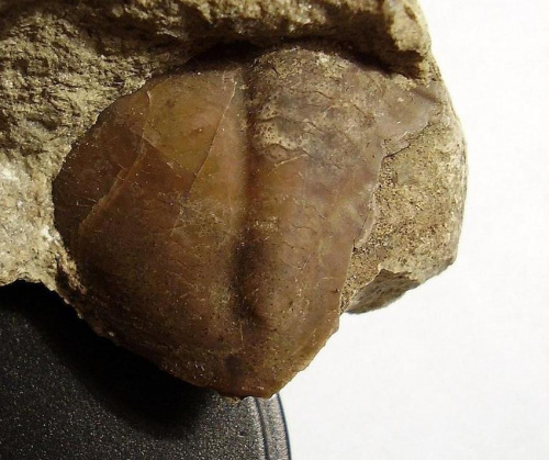 Pygidium trylobita z rodziny Asaphidae , być może jakiś Asaphus sp. Długość okazu - 2,2 cm . Wiek : górny kambr – górny ordowik ( Asaphidae ) . Data znalezienia : 2004 . Wszystkie okazy ( nr 3a , 3b , 3c ) pochodzą z tej samej skały .