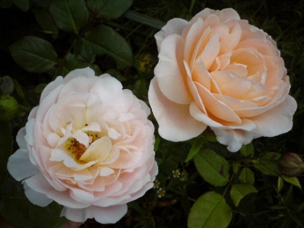 Rosa Ambridge Rose