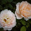 Rosa Ambridge Rose