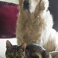 Roki i jego kot #golden #kot #pies #psy #zwierzęta