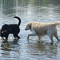 Roki z psami #golden #pies #psy #zwierzęta