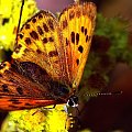 #lepidoptera #łuskoskrzydłe #owad #motyl #makro