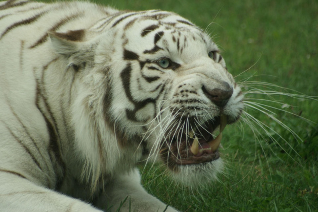 Biały tygrys #BiałyTygrysZwierzętaZooSafari