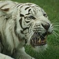 Biały tygrys #BiałyTygrysZwierzętaZooSafari