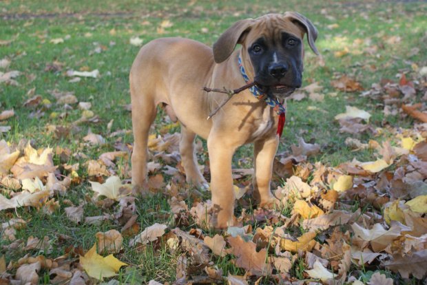 pepe - boerboel #Boerboel