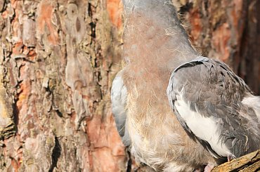 portrecik #gołąb #grzywacz #ptak