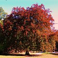 Olbrzymia jesień #drzewa #parki #Wolsztyn