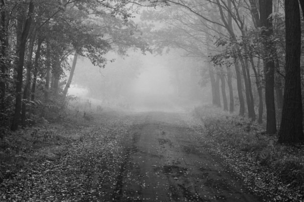 mgła #aleja #drzewa #jesień #mgła