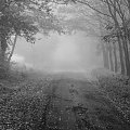 mgła #aleja #drzewa #jesień #mgła
