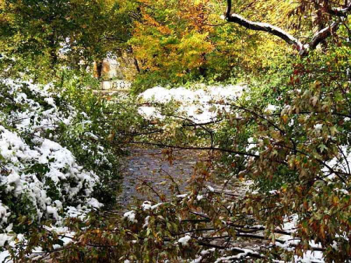 Parkowe drzewa połamały się pod ciężarem pierwszego jesiennego śniegu :(