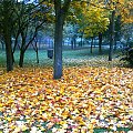 jesienny dywan