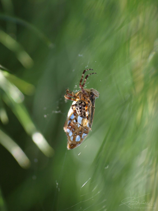 Pająk co lubi krzyżówki :-), 08.2009
[Olympus E-410, Zuiko Digital Tele 70-300] #pająk #drapieżnik #pajęczyna #sieć #natura