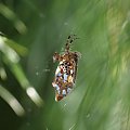 Pająk co lubi krzyżówki :-), 08.2009
[Olympus E-410, Zuiko Digital Tele 70-300] #pająk #drapieżnik #pajęczyna #sieć #natura