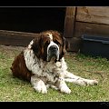 Pies Portos, Skansen, Białystok
[Olympus E-410, Zuiko Digital Tele 70-300] #pies #piesek #Portos #bernardyn #zwierzę #miły #Skansen