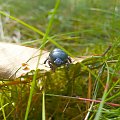 Żuk wiosenny (Geotrupes vernalis) - gatunek chrząszcza z rodziny gnojarzowatych #ŻukWiosenny