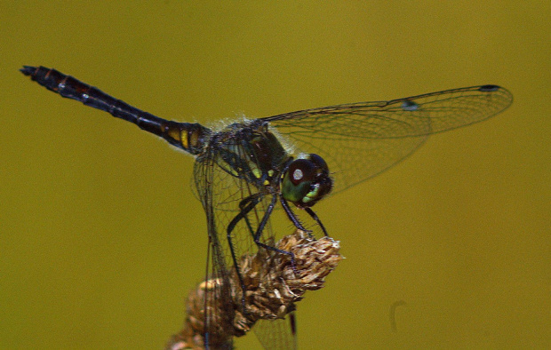 #odonata #ważka #makro