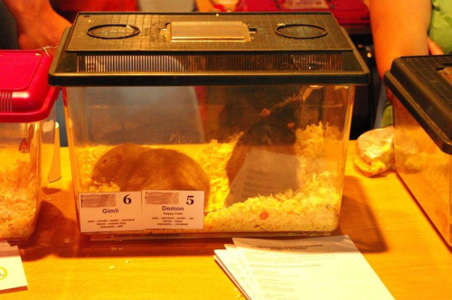 29.08.2009
Wystawa szczurów rasowych #szczury