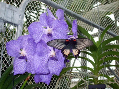 Motyl i orchidea
