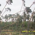 Skutki nawałnicy w Piaskach Wielkopolskich . Zdjęcie od kolegi Kuby :)