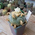 Lophophora diffusa