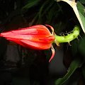 epiphyllum ackermanii