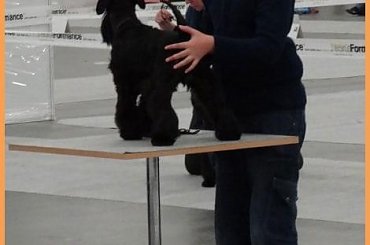 kielce2011 #champion #pies #sznaucer #wystawy #zibi