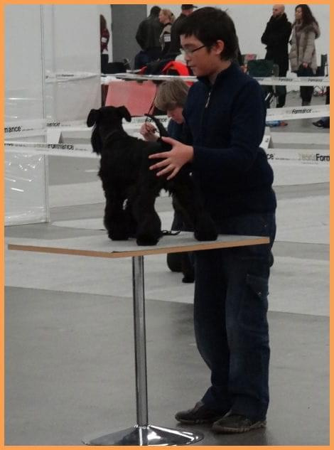 kielce2011 #champion #pies #sznaucer #wystawy #zibi