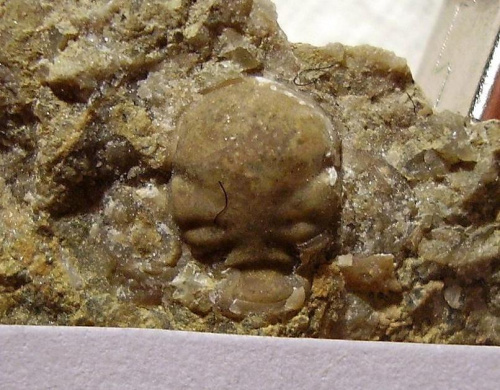 Glabella trylobita Acaste sp. Długość okazu - 0,8 cm . Wiek : sylur -dewon . Data znalezienia : 2004 .