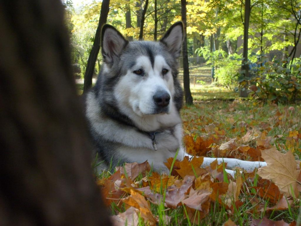 jesiennie #psy