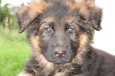 psiak2 #owczarek #niemiecki #dlugowlosy #szczeniak