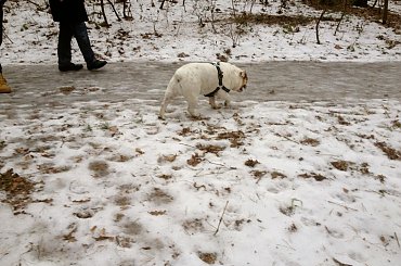 #bulldog #FioletoweForum #ForumBuldogaAngielskiego #pies