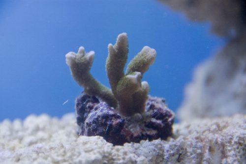 pierwsze 6 dni korali