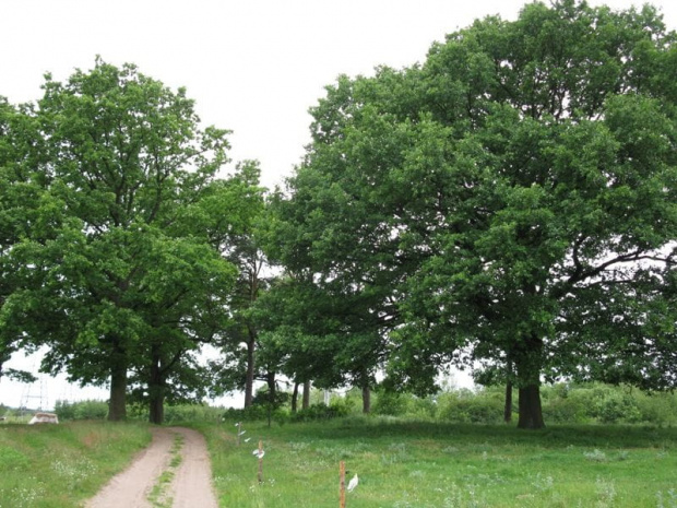 Orneta (warmińsko-mazurskie) - kirkut