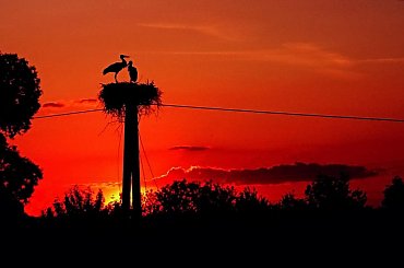 - Kle kle, posadź wreszcie dupsko na jajka, a ja skoczę po ostatnią już dziś żabkę... #ptak #bocian #gniazdo #zachód