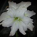 hippeastrum