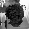 black rose......