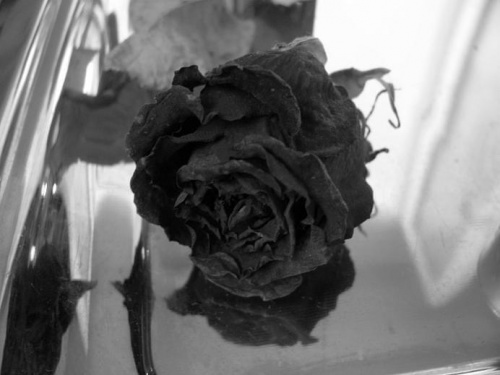 black rose......