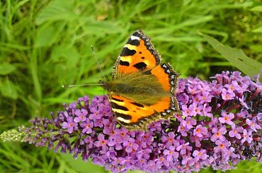 Motyl #motyl #budleja