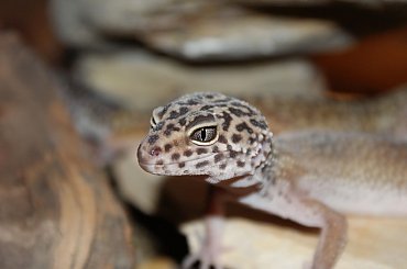 Gekon lamparci #Gekon #lamparci #gad #gady #jaszczurka #jaszczurki