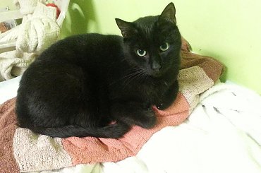 Gucci #kot #adopcja #SzukaDomu