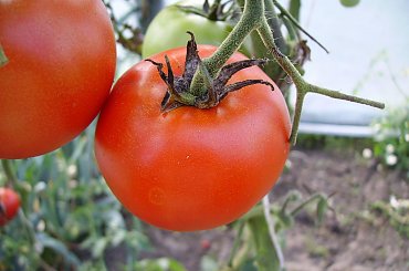 Pomidor #ogród #natura #rosliny #kwiatki #roslinność #roslinnosc #macro #piękno #działka #dojrzewanie #rozkwit #lato #wiosna #ciepło #owoce #drzewka #ogrod #zbiory #plony #OwoceNatury #wieś #wioska #ogródek #ogórek #ogór #woda