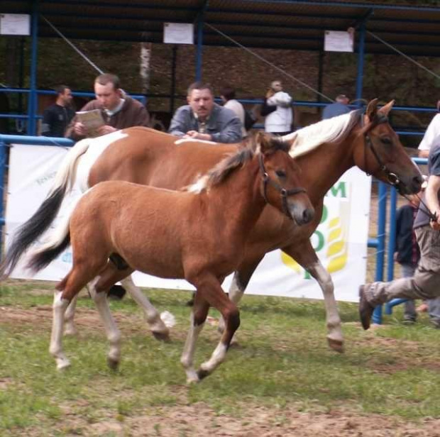 OGIEREK PARAM
UR.11.04.2009. GNIADOSROKATY, OJCIEC SZAFIR, MATKA SAMBA. DOSKONAŁE POCHODZENIE OJCIEC ZŁOTY MEDALISTA HODOWLANY, MATKA WICECHAMPIONKA HODOWLANA. OGIEREK ZDOBYŁ ZŁOTY MEDAL NA PRZEGLĄDZIE KONI RAS RODZIMYCH W OLSZTYNIE.