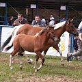 OGIEREK PARAM
UR.11.04.2009. GNIADOSROKATY, OJCIEC SZAFIR, MATKA SAMBA. DOSKONAŁE POCHODZENIE OJCIEC ZŁOTY MEDALISTA HODOWLANY, MATKA WICECHAMPIONKA HODOWLANA. OGIEREK ZDOBYŁ ZŁOTY MEDAL NA PRZEGLĄDZIE KONI RAS RODZIMYCH W OLSZTYNIE.